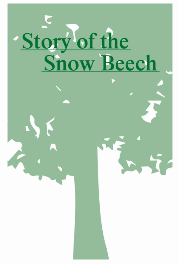 Snow Beech